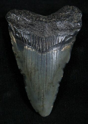 Inch Megalodon Tooth #1301